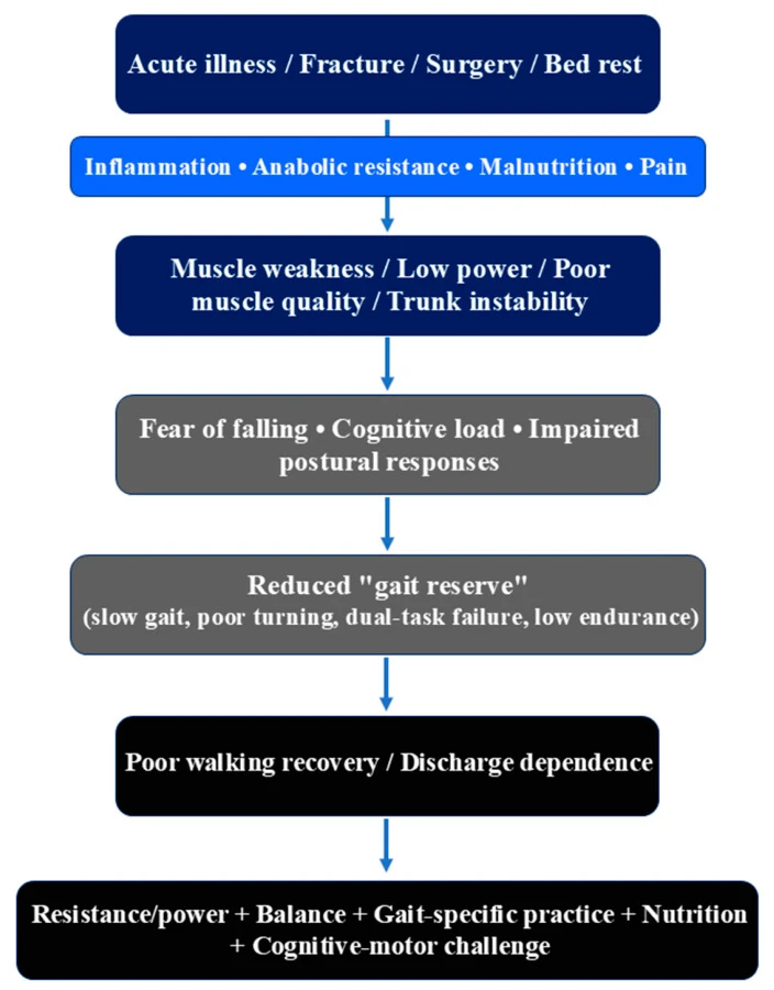 Figure 1. Proposed pathway linking acute illness, fracture, surgery, and deconditioning to impaired walking recovery through sarcopenia-related loss of gait reserve.