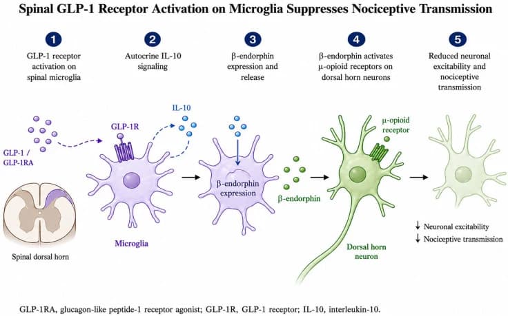 Proposed preclinical spinal microglial mechanism of GLP-1 receptor-mediated suppression of nociceptive transmission.