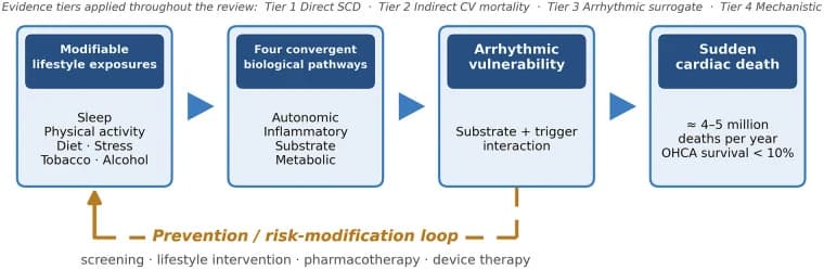 Graphical abstract. A simplified linear four-node causal chain summarising the pathway from modifiable lifestyle exposures → convergent biological mechanisms → arrhythmic vulnerability → sudden cardiac death, together…