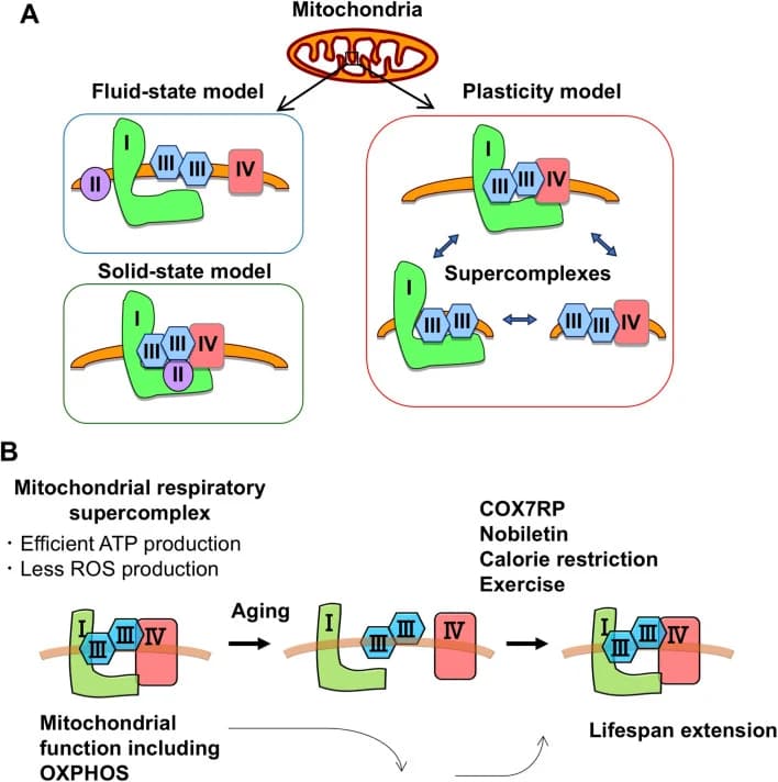 Figure 1. Mitochondrial respiratory supercomplexes extend lifespan.