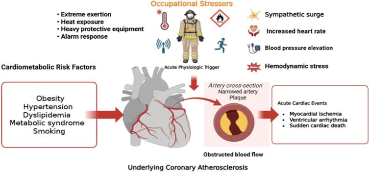 Figure 1. Conceptual framework illustrating the interaction between chronic cardiometabolic risk factors and occupational stressors to precipitate acute cardiac events in firefighters