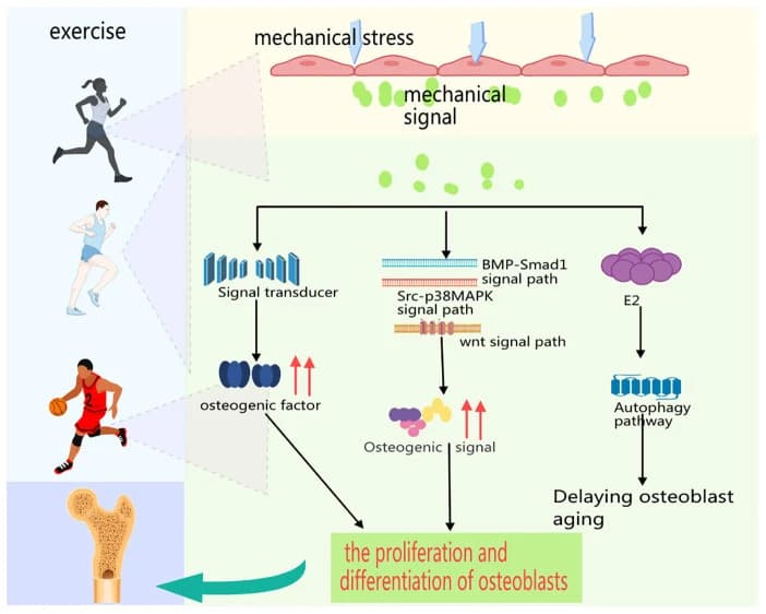 Figure 1. Exercise-induced mechanical loading promotes osteogenesis through mechanotransduction pathways.