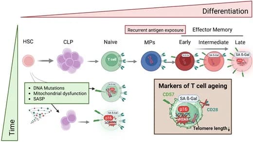 Figure 1 from International Immunology