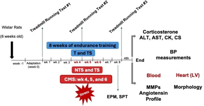 Figure 1. Schematic representation of the experimental design illustrating the timeline of treadmill adaptation, treadmill running tests, experimental interventions (endurance training and chronic mild…