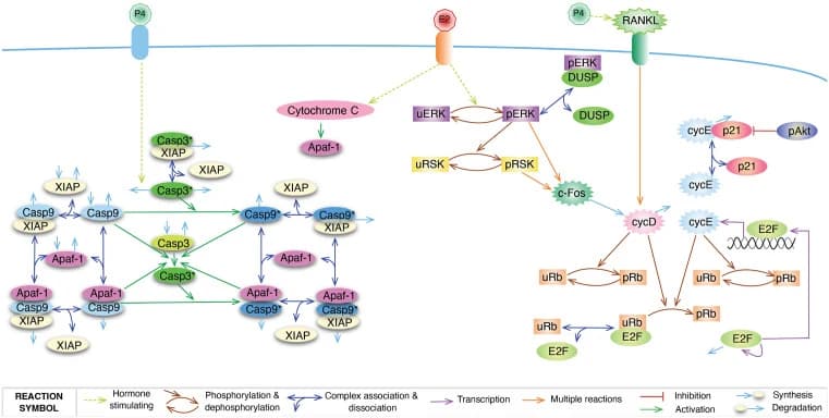 Fig 1. Interaction diagram of components in the proliferation and apoptosis pathways.