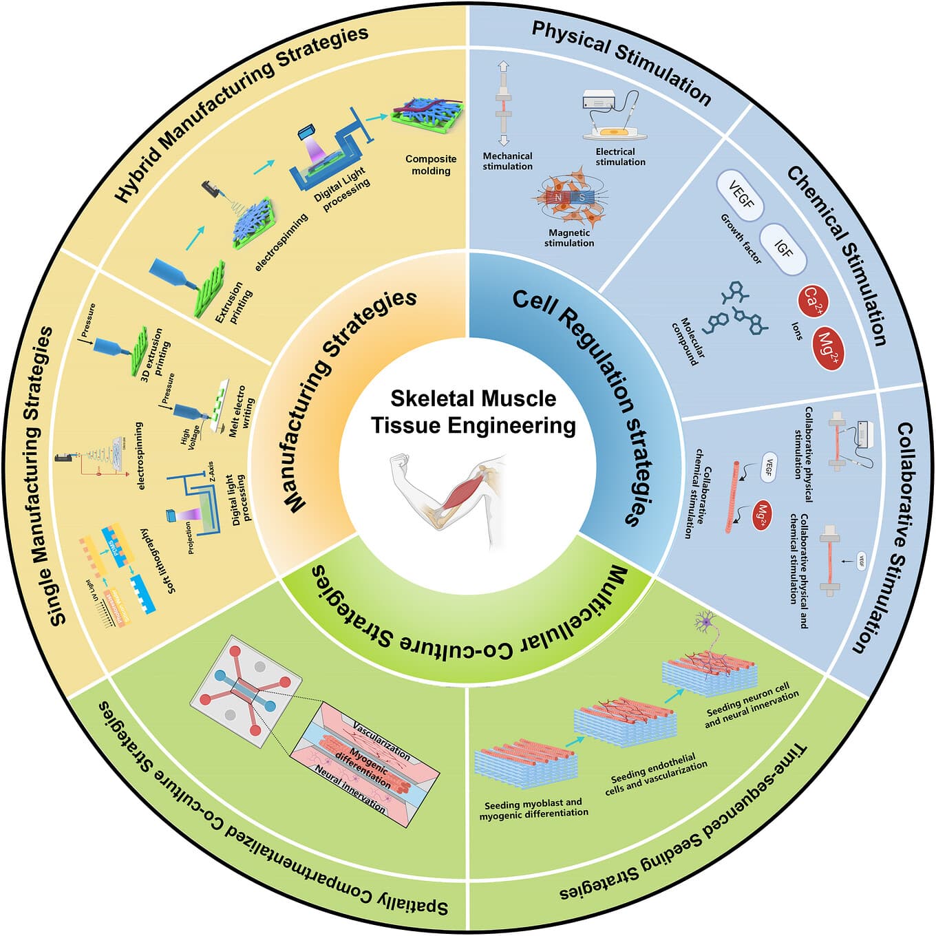 Graphical abstract from Advanced Healthcare Materials