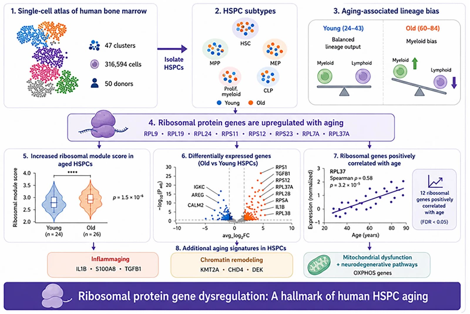 Graphical abstract from Advanced Biology