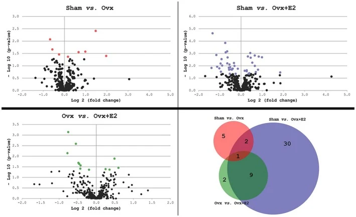 Figure 1. Volcano plots and Venn diagram representing proteins significantly altered in hippocampus dataset regarding the comparisons between Sham vs. Ovx (ovariectomized) groups (pink), Sham vs. Ovx + E2…