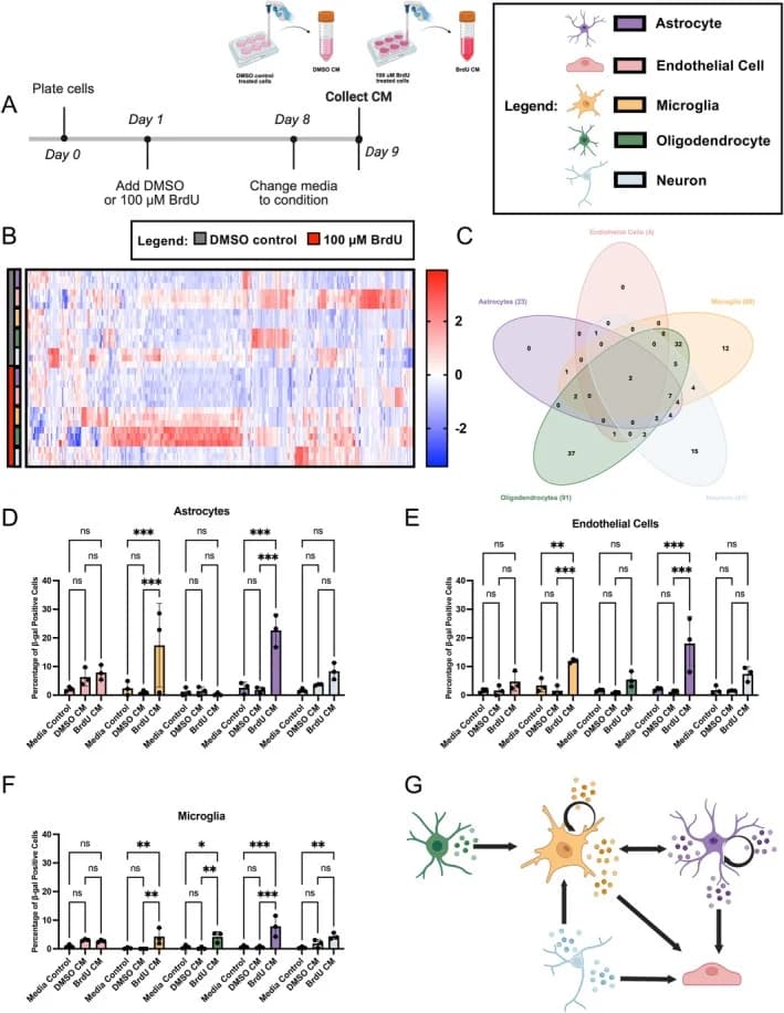Figure 1. Spreading of senescence in human brain cell lines.