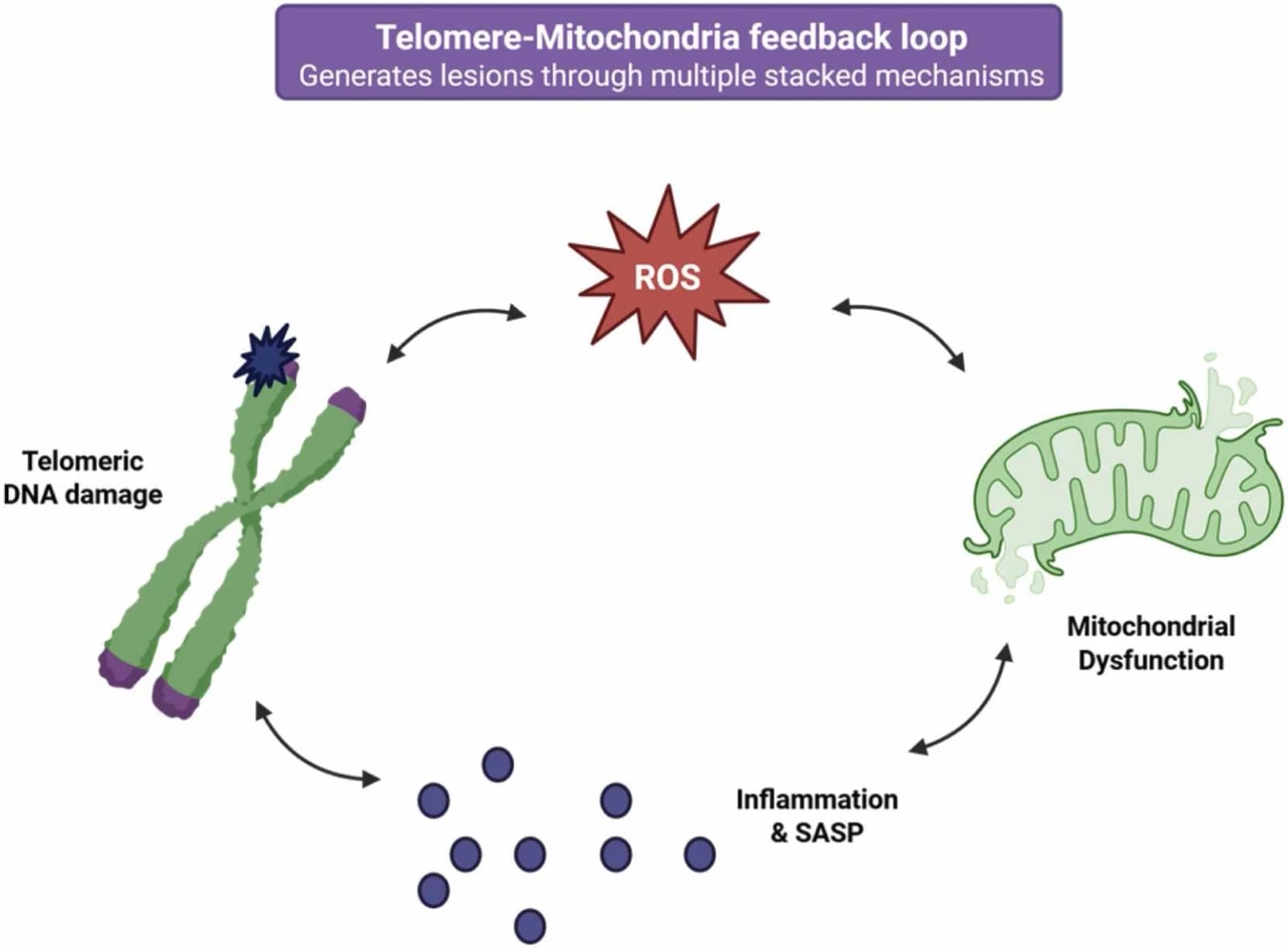 Figure 1 from DNA Repair