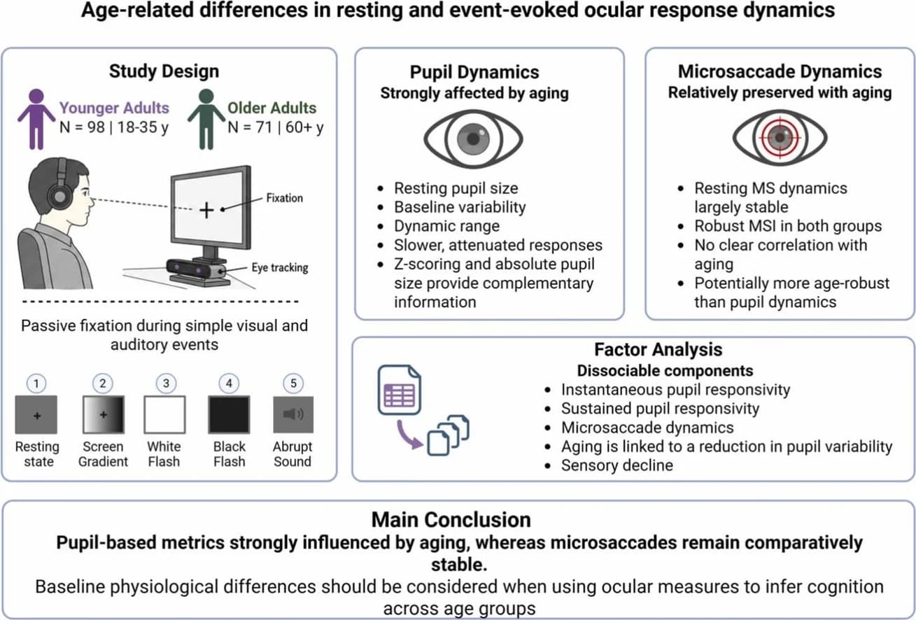 Graphical abstract from Neurobiology of Aging
