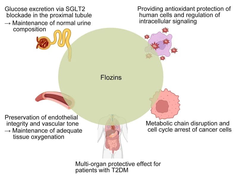 Figure 1. Physiological and molecular effects of SGLT2 inhibitors across multiple organs and systems.