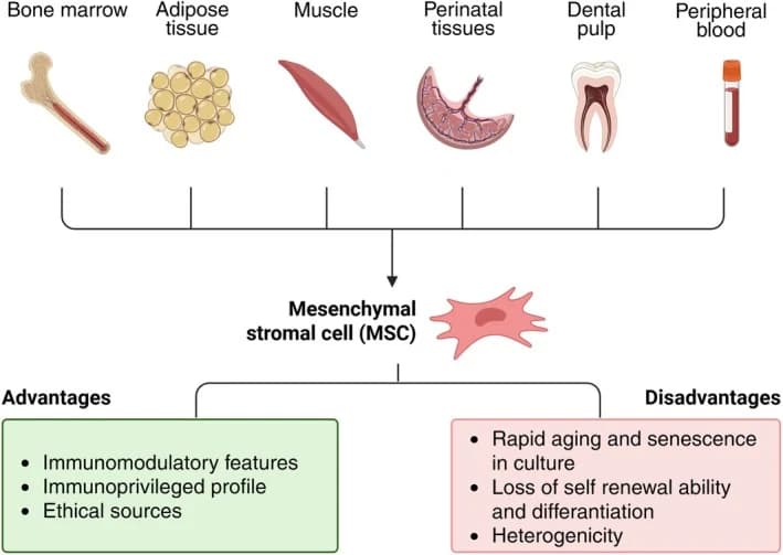 Figure 1. Tissue sources, biological properties, and functional limitations of mesenchymal stromal cells (MSCs).