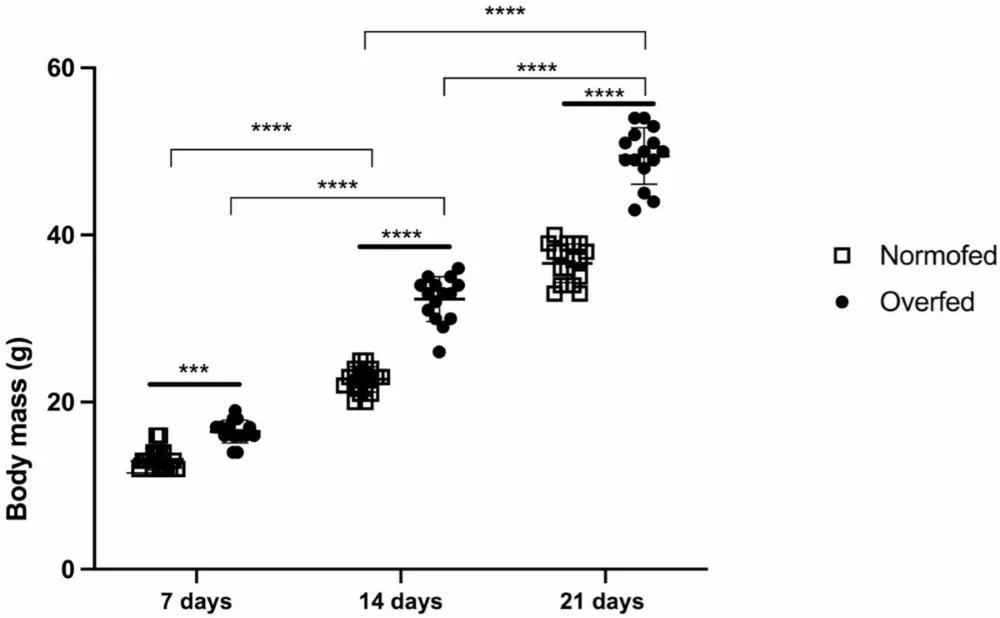 Fig. 1. Body mass at 7, 14, and 21 days of animals that were subjected to overnutrition during lactation.