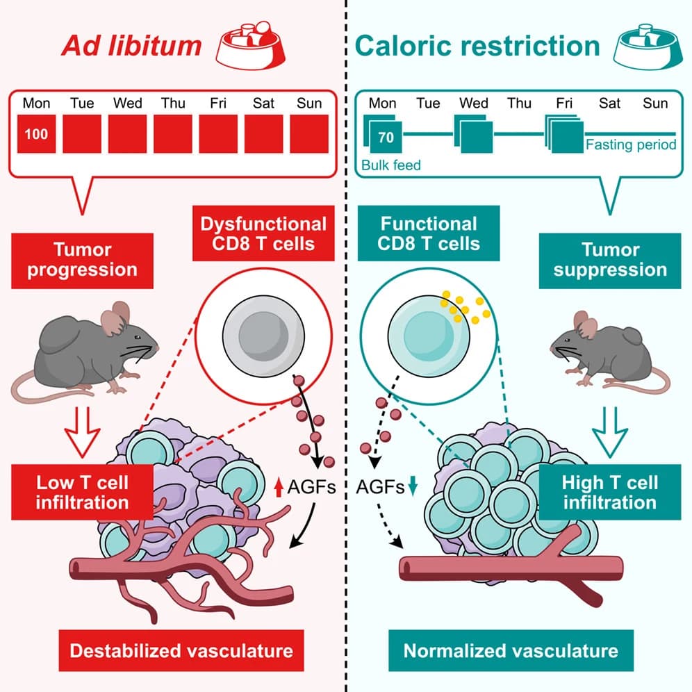 Graphical abstract from Cell Reports
