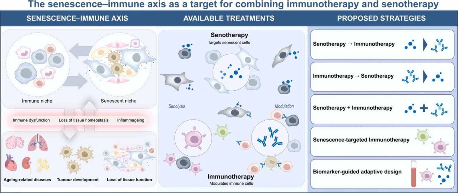Graphical abstract from Ageing Research Reviews