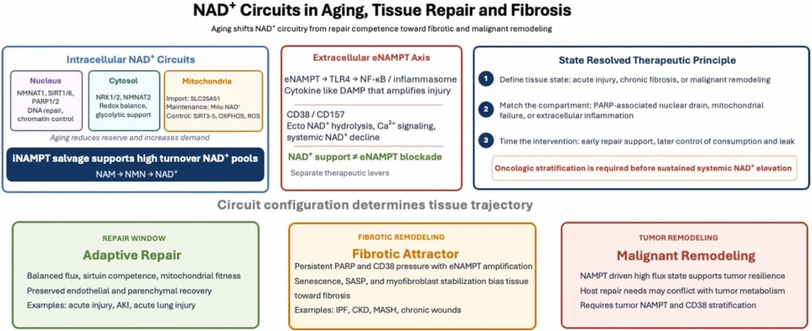 Graphical abstract from Ageing Research Reviews