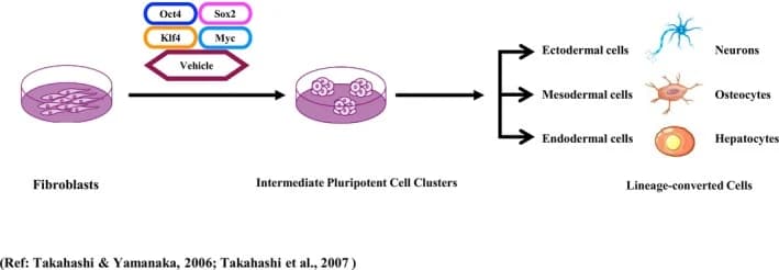 Figure 1. Canonical pluripotent reprogramming of somatic cells.
