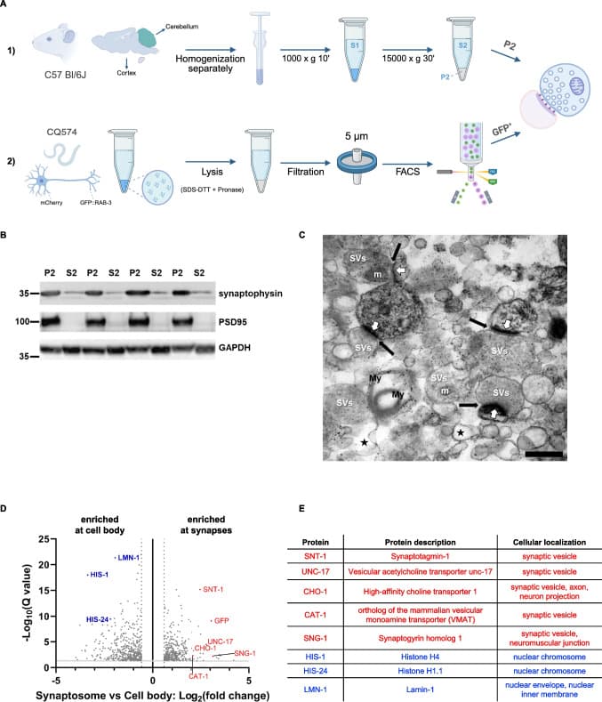 Fig. 1. Establishing and adapting a protocol for the enrichment of murine and nematode synaptosomes.