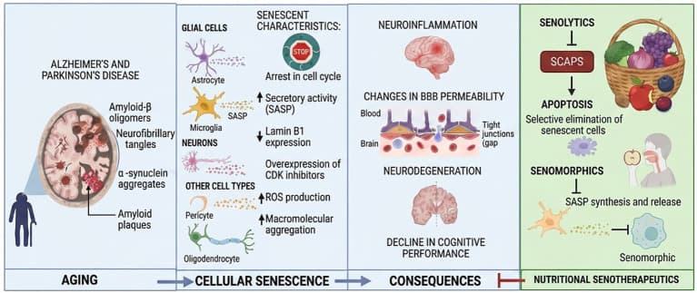 Figure 1. Nutritional senotherapeutics in neurodegenerative diseases.