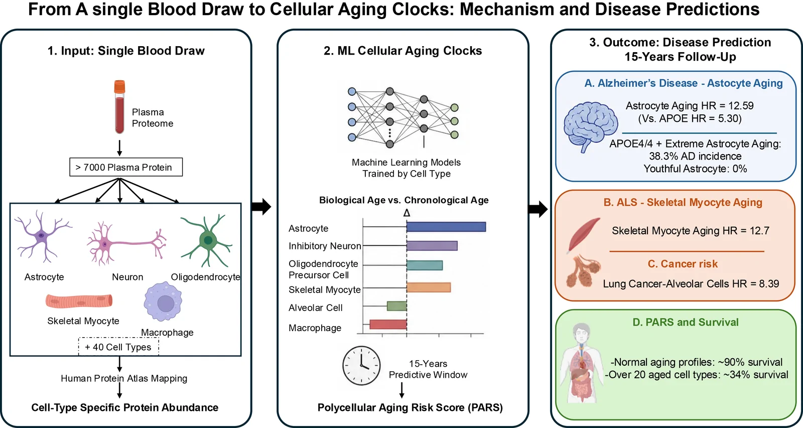 Figure 1. From a single blood draw to cellular aging clocks: mechanism and disease predictions Plasma proteins are computationally mapped to their cell of origin using the Human Protein Atlas, spanning more…