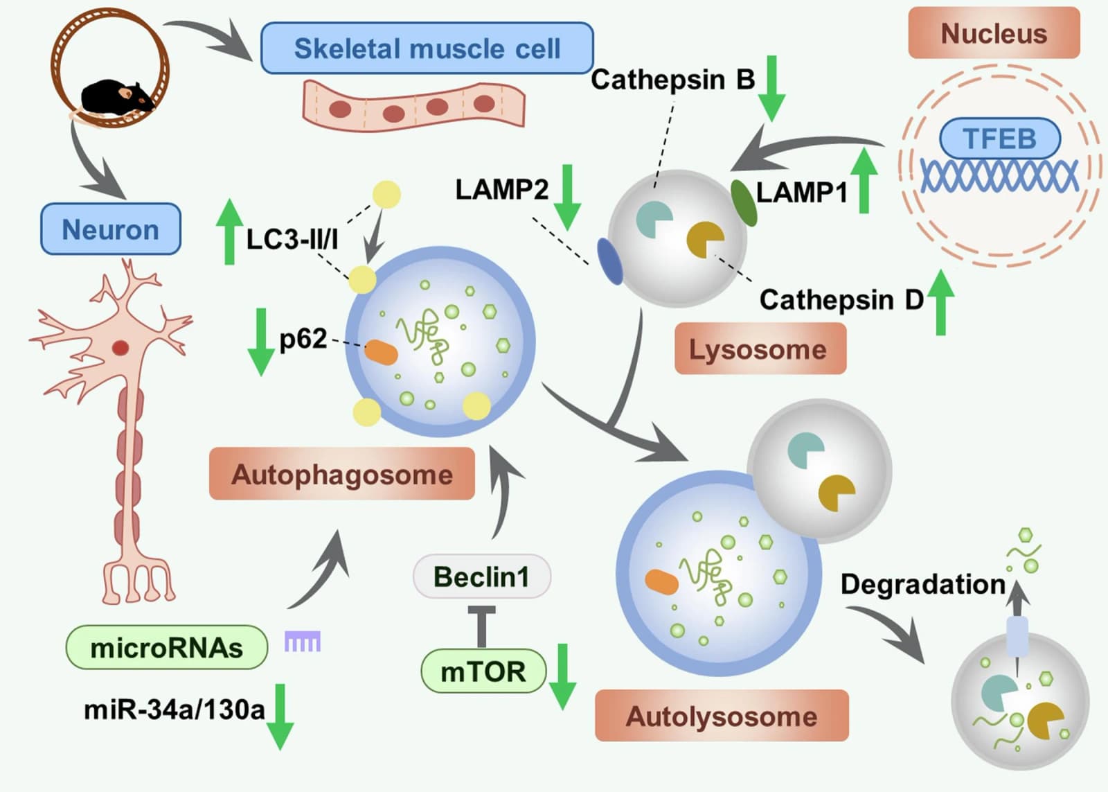 Figure 1 from Neuroscience