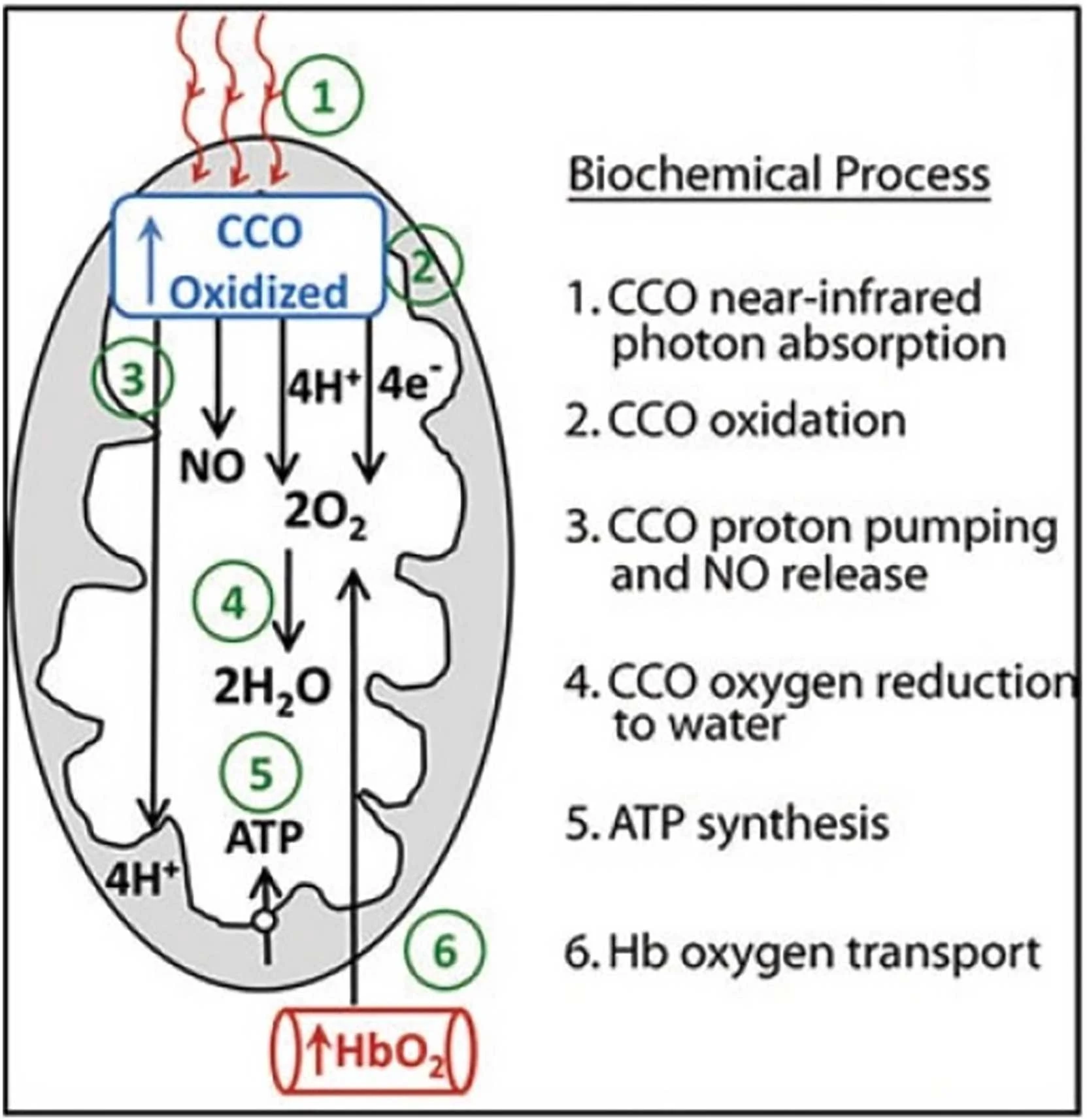Figure 1 from International Review of Neurobiology