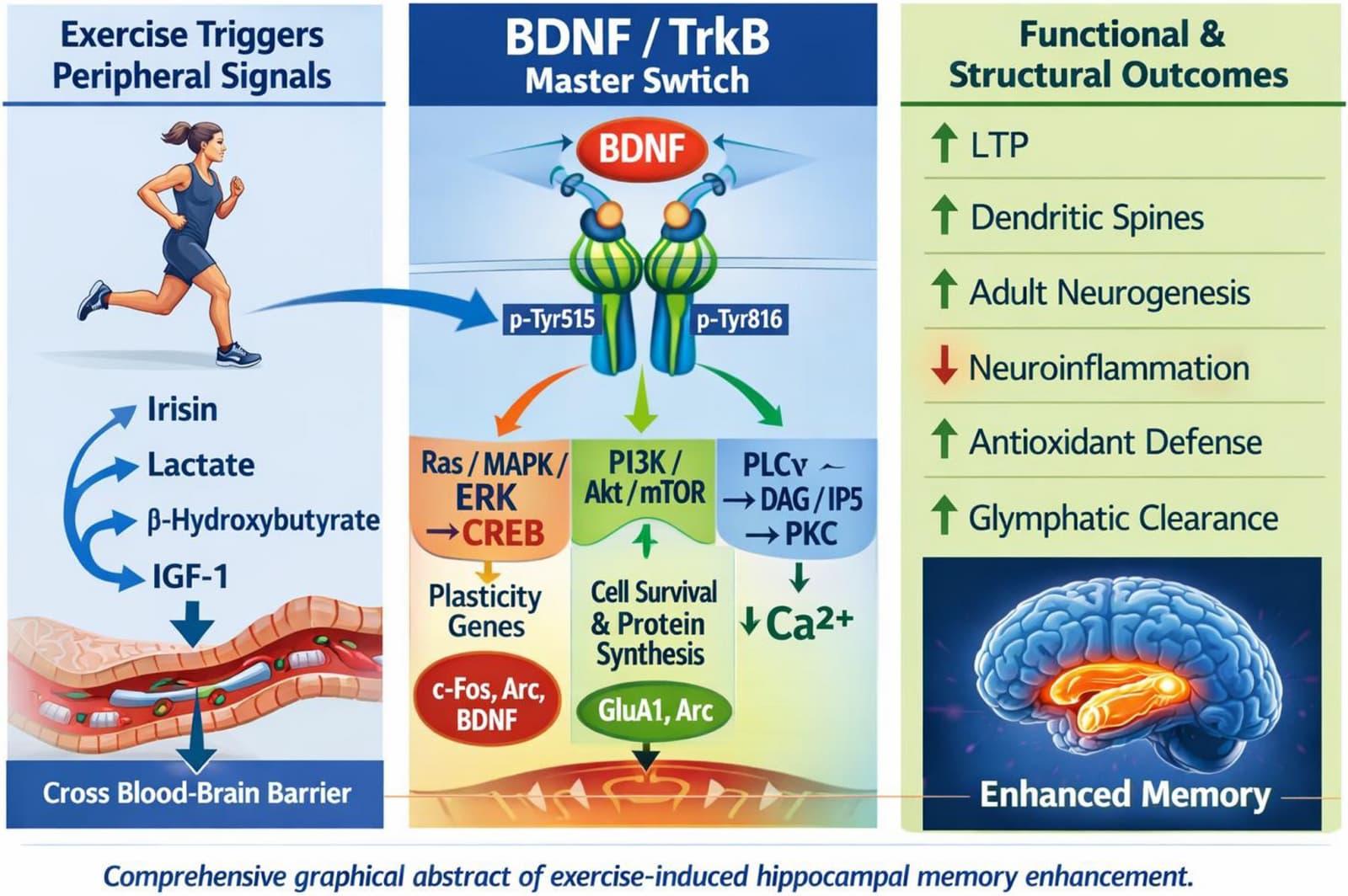 Figure 1 from Journal of Molecular Neuroscience