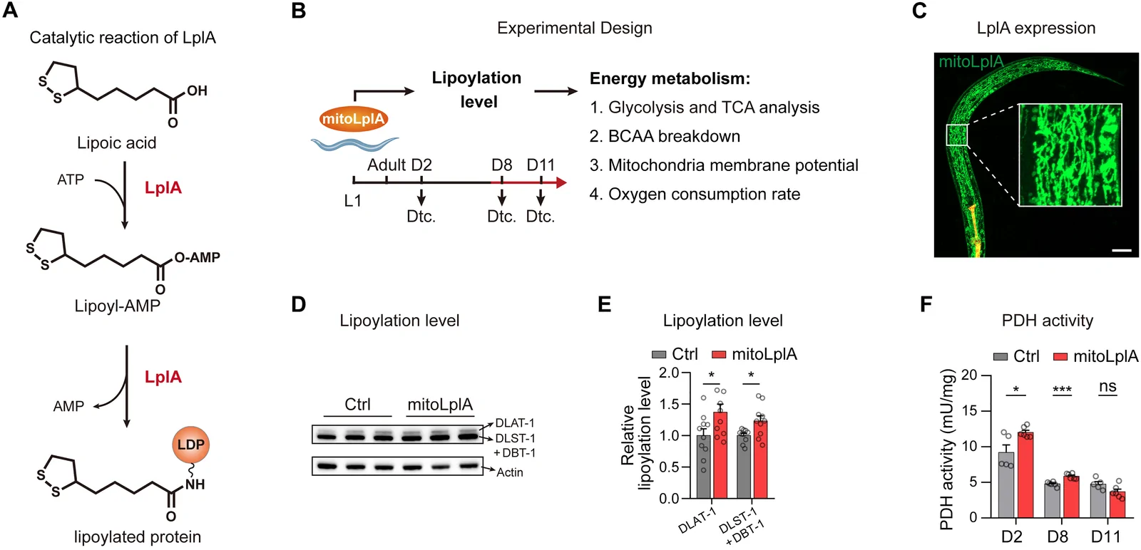 Fig. 1. mitoLplA increases lipoylation level and PDH activity in C. elegans.