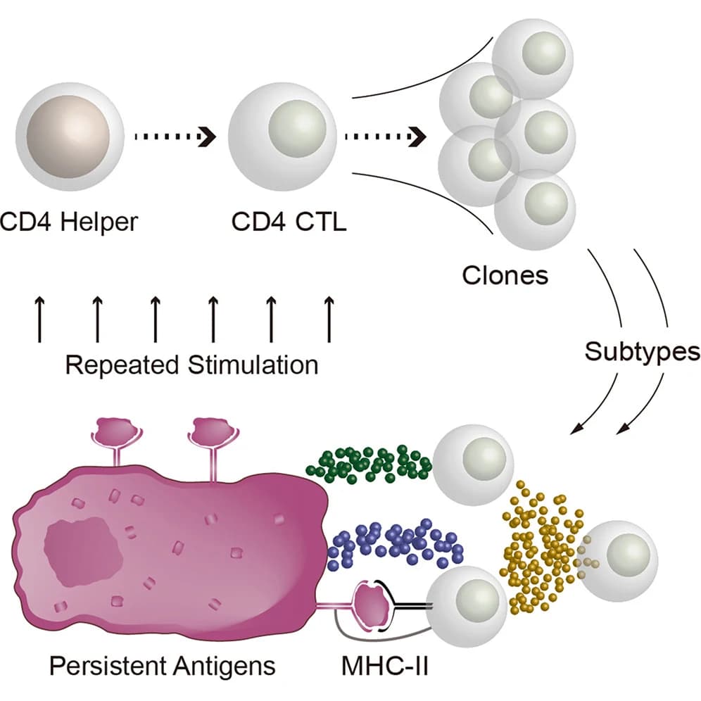 Graphical abstract from Cell Reports