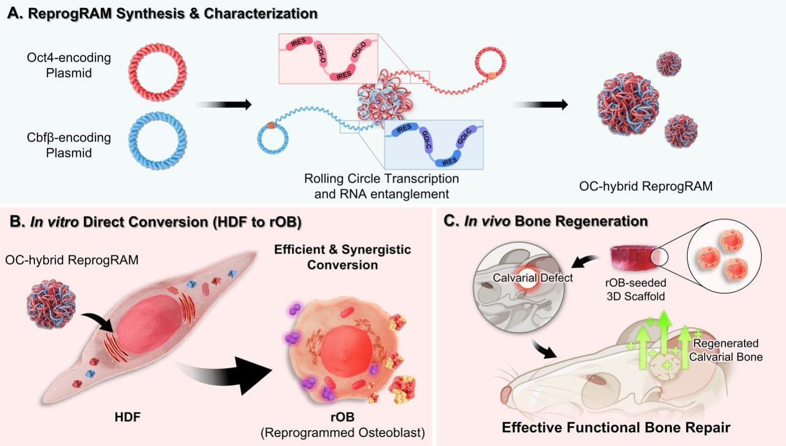 Graphical abstract from Journal of Controlled Release