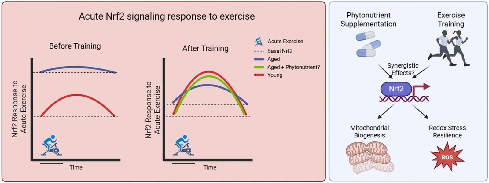 Graphical abstract from Free Radical Biology & Medicine