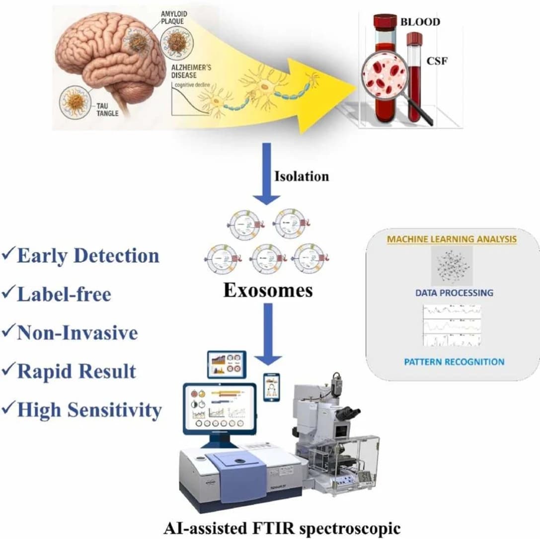 Graphical abstract from Ageing Research Reviews