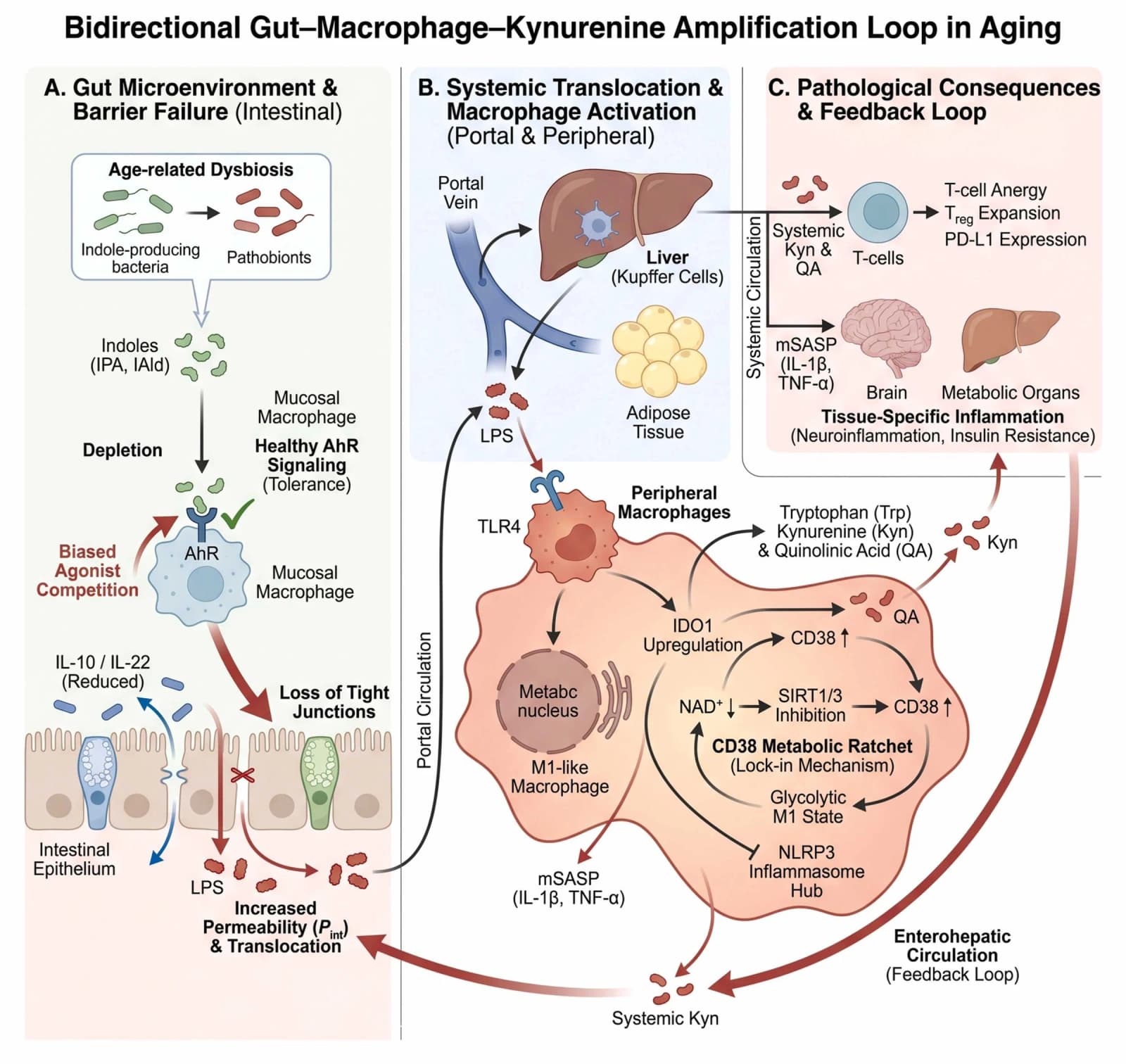 Figure 1 from Ageing Research Reviews