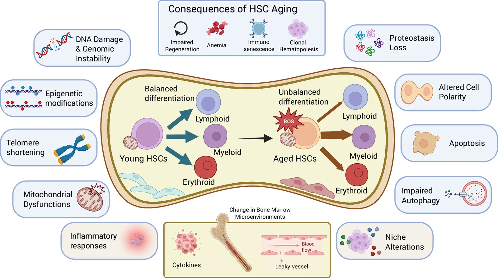 Fig. 1. Hallmarks and consequences of hematopoietic stem cell aging.