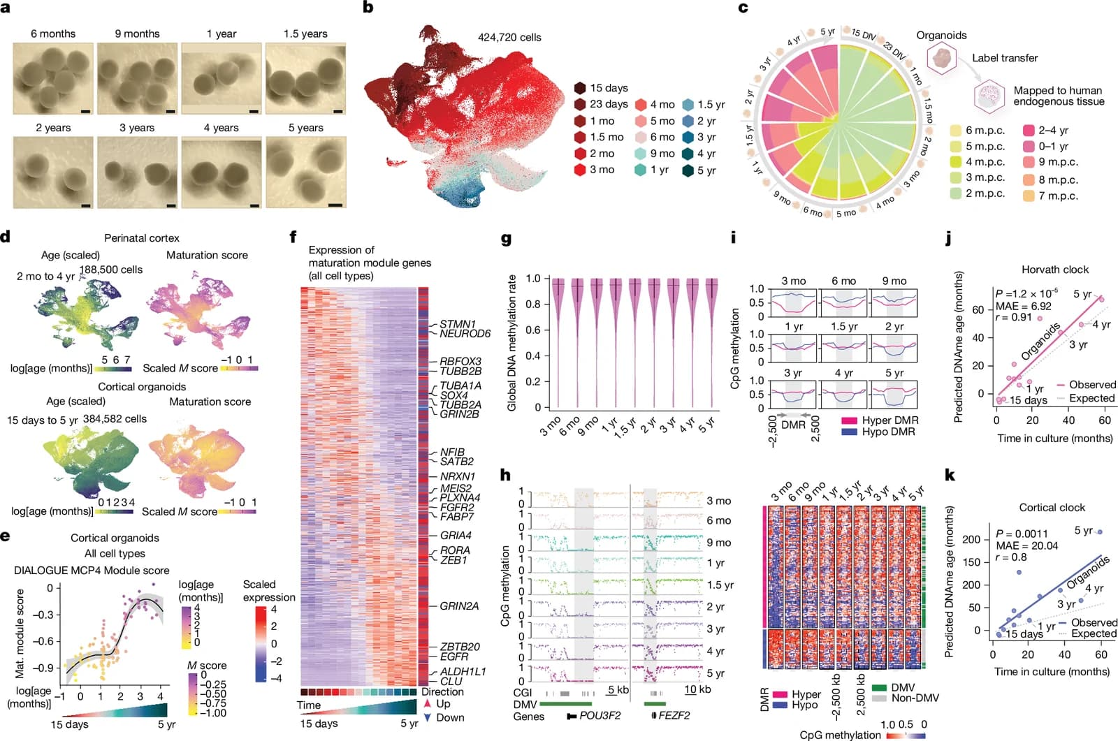 Fig. 1. Cortical organoids undergo progressive maturation during long-term culture.