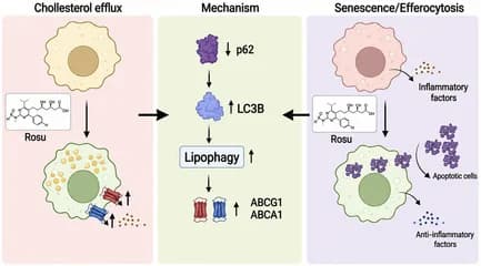 Graphical abstract from Cell Proliferation