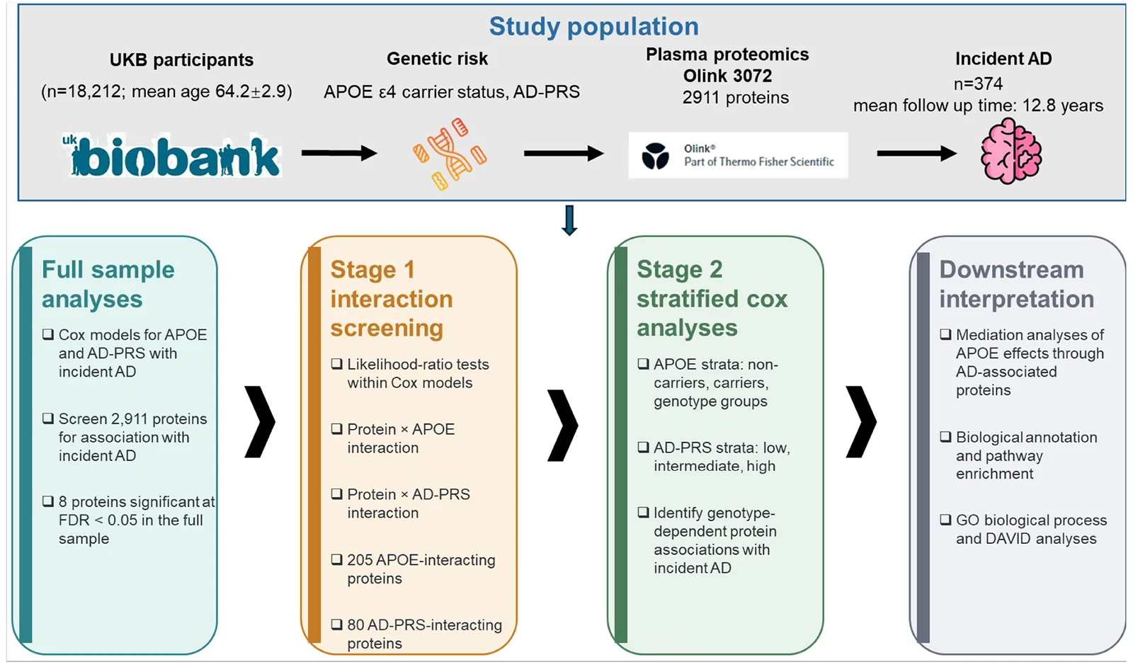 Figure 1. Study design and analytical workflow for genetic risk-stratified plasma proteomics of incident AD