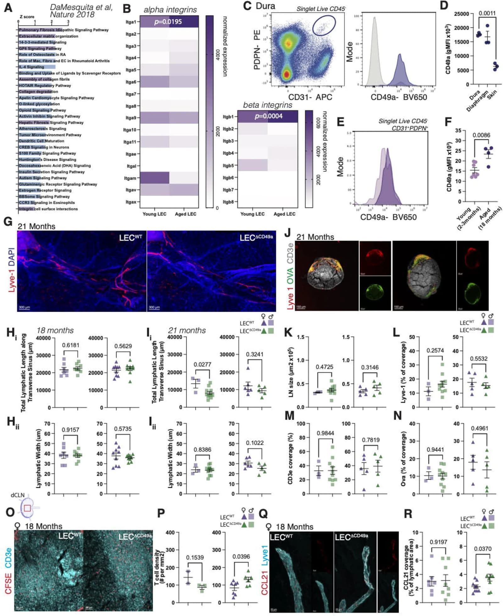 Figure 1. CD49a is upregulated in aging and loss of CD49a in lymphatic endothelial cells improves Ccl21 expression and immune cell drainage in aged mice..