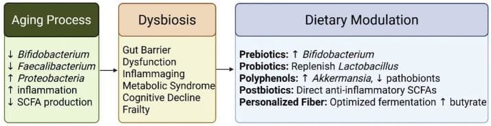 Figure 1. Age-associated gut microbiome shifts and dietary modulation pathways.