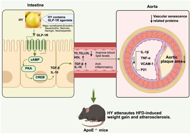 Graphical abstract from Frontiers in Nutrition