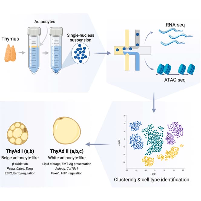 Graphical abstract from iScience