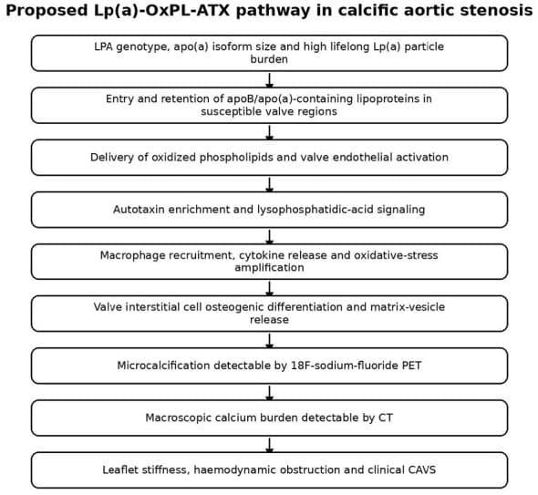 Figure 1. Proposed Lp(a)-OxPL-ATX pathway in calcific aortic stenosis.
