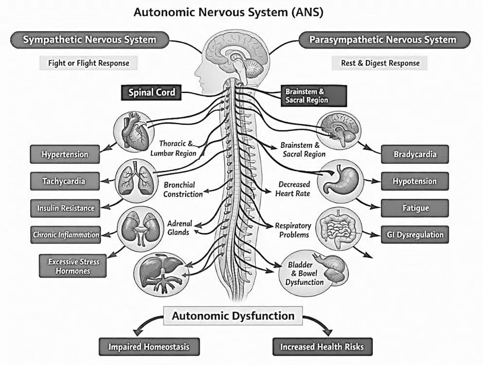 Fig. 1. Schematic overview of ANS.