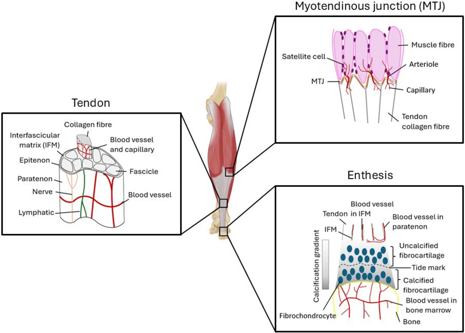 Fig. 1. Schematic illustrations of the vasculature in tendon and interfaces