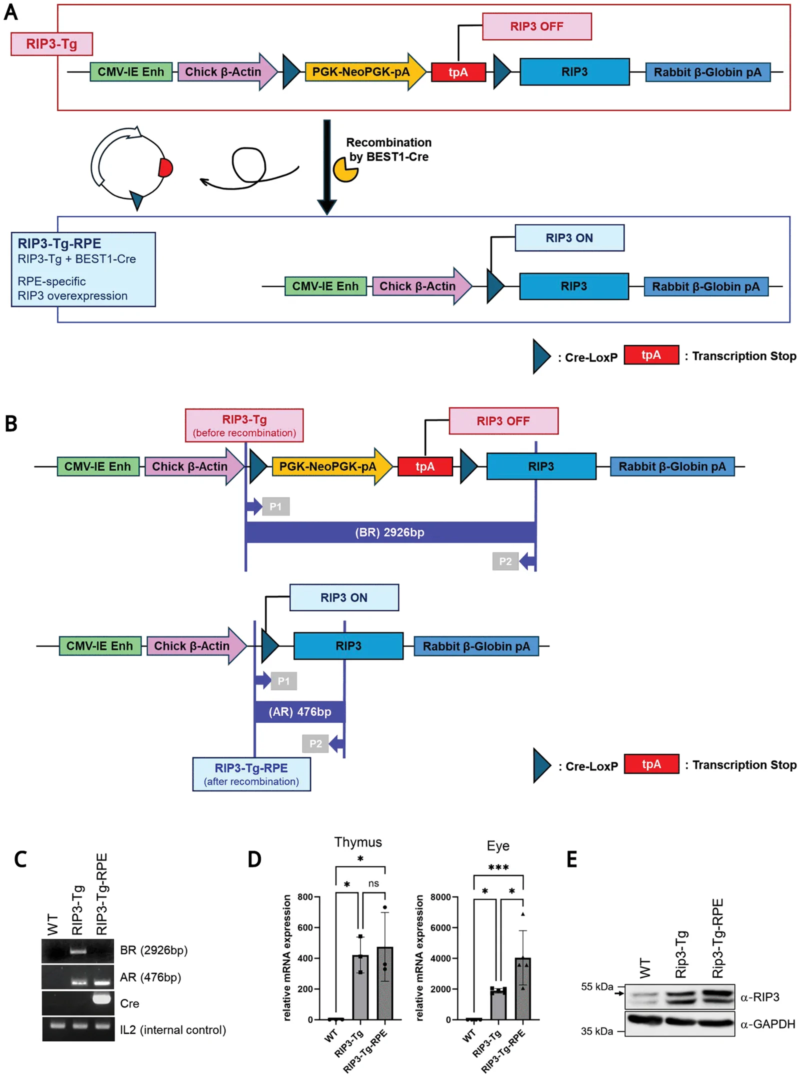 Fig 1. Generation of RIP3 overexpression mice.
