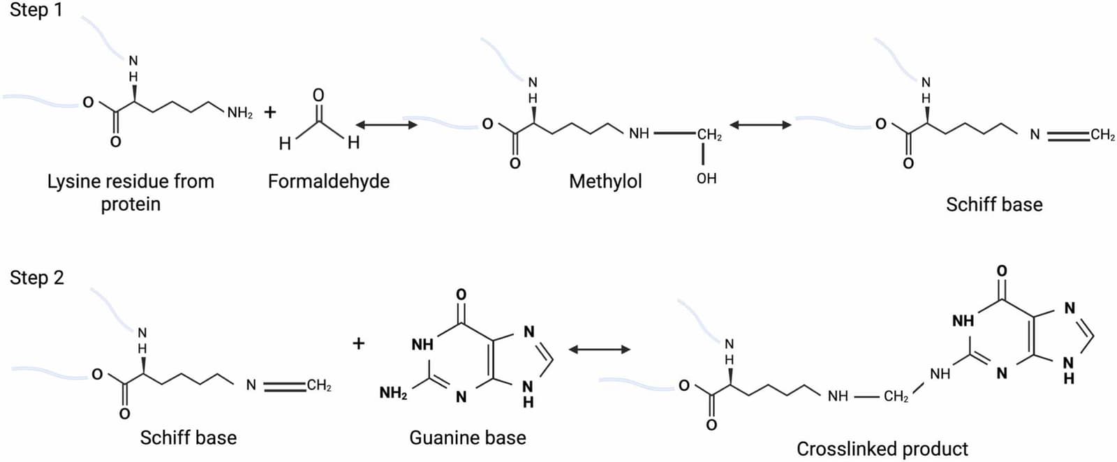 Figure 1 from Methods in Enzymology