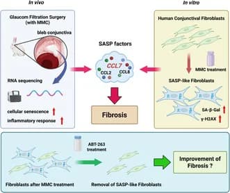 Graphical abstract from Aging Cell