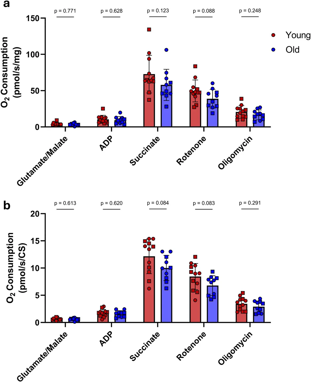 Figure 1. Age‐related differences in skeletal muscle mitochondrial respiration at baseline.