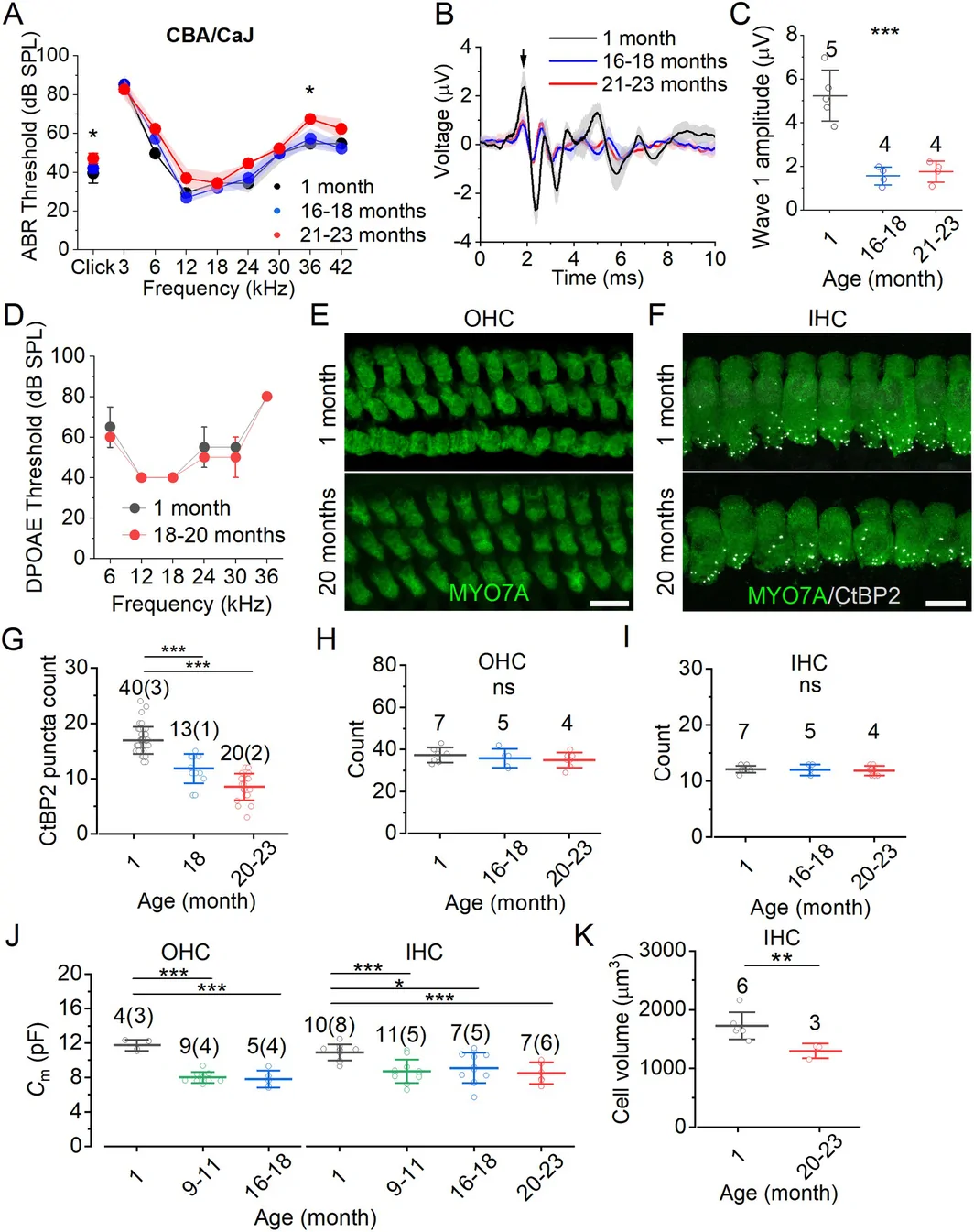 Figure 1. Hearing thresholds and hair cell morphology in aging CBA/CaJ mice.